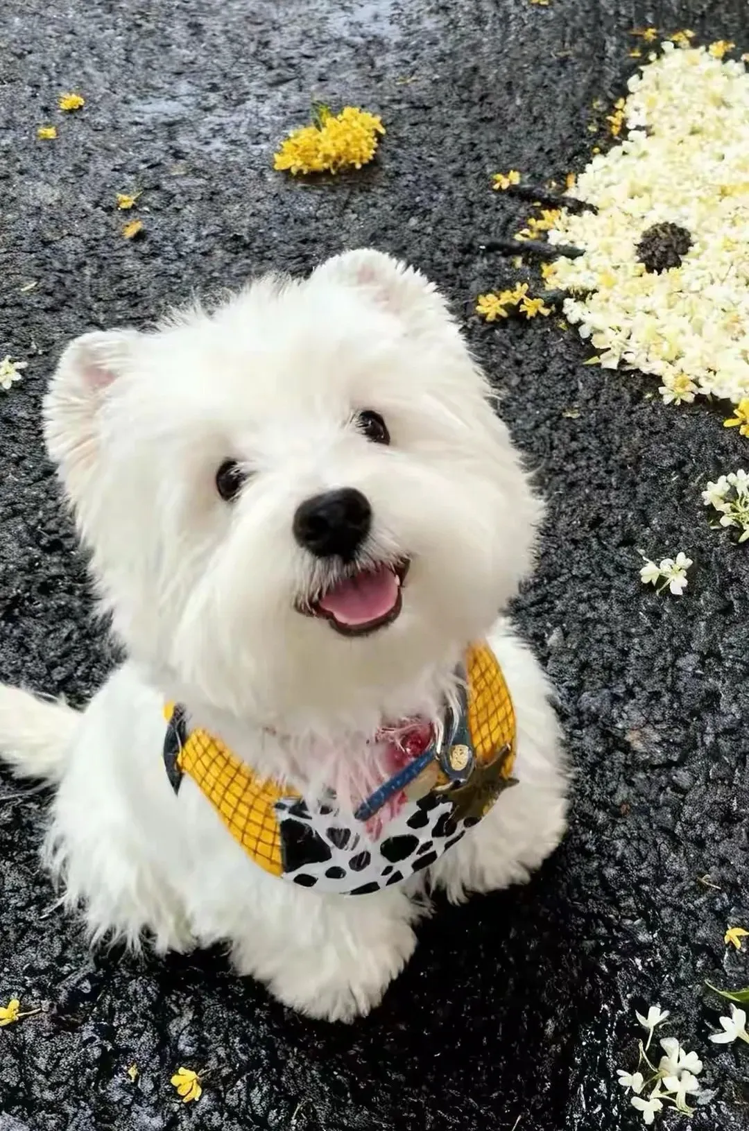 高速で安全なオンラインAI画像拡張処理のビフォーアフター