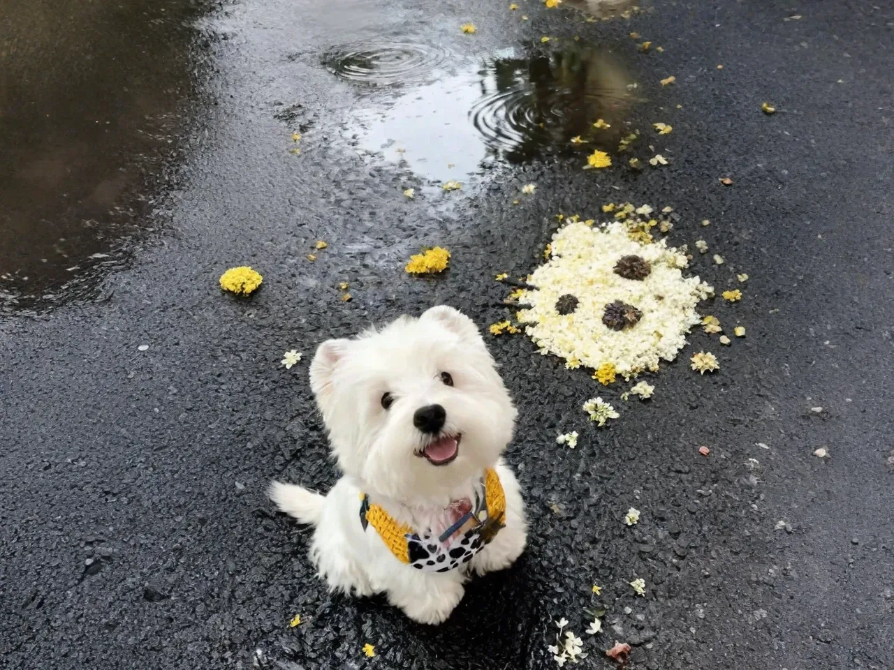 高速で安全なオンラインAI画像拡張処理のビフォーアフター